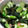 NICO28S's cooksnap of when they made 簡単　キュウリとわかめの酢の物.
