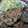 volvol's cooksnap of when they made イワシの和風パン粉焼き♪.