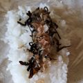 くむちん's cooksnap of when they made 昆布（塩や佃煮）と鰹節の二刀流おにぎり.