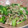 めかにか's cooksnap of when they made 時短！豚バラ肉と青梗菜の炒め.