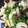 がちゃぷ's cooksnap of when they made 豆苗とエリンギの炒め物.