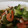 Lily1118's cooksnap of when they made 海老と青梗菜のピリ辛炒め.