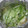 サーフブレイド's cooksnap of when they made 長ネギのぱぱっとホイル焼き！.