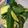 appli's cooksnap of when they made 野菜deおつまみ♪きゅうりにんにく塩炒め.