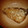 カモンロジャー's cooksnap of when they made 旬の鰤をマヨぽんで♪.