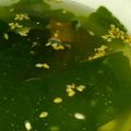 MARYCO's cooksnap of when they made わかめとコーンの中華スープ.