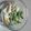 ｙｕｋｉｍｉｎ's cooksnap of when they made マヨわないで！春菊とちくわのからしマヨ☆.