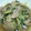 m_a_n_y_u's cooksnap of when they made 水菜と豚肉のさっぱり炒め.