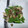 ぐーたらはにぃ's cooksnap of when they made 簡単☆絹さやとエリンギのにんにく塩麹炒め.