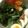 水城芳華's cooksnap of when they made 必殺！生で食べたい☆ほうれん草のサラダ.