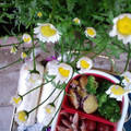 りりり♪'s cooksnap of when they made ＊ルクエdeさつまいものごまマヨ和え＊.