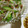 nyamonyamo's cooksnap of when they made もやしと焼き豚のねぎ塩ダレ✿.