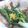 ユーロン's cooksnap of when they made 菜の花のおひたし.