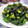 ｺｱﾗ's cooksnap of when they made *簡単すぎ！きゅうりの塩昆布漬け*.