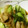pinkkiika's cooksnap of when they made 鶏肉とちんげん菜の炒め物.