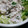 しょこ②'s cooksnap of when they made さっぱり☆豚しゃぶと大根みぞれマヨサラダ.