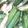 thyristor's cooksnap of when they made オクラのこがし醤油♪お通し・つき出し.