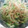 4ねこ's cooksnap of when they made もやしの中華風サラダ.