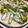 こゆずこ's cooksnap of when they made ししゃもとじゃがいものオーブン焼き.
