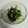 なめこおろし's cooksnap of when they made 簡単☆激旨！やみつきになる春菊のサラダ.