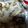 ma―chin's cooksnap of when they made あら美味しい♪タイのホイル酒蒸しを作ろ♪.