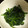 tomomani's cooksnap of when they made 塩麹でほうれん草のゴマ和え.