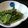白玉季菜粉's cooksnap of when they made カラシ醤油で！！小松菜の醤油和え.