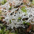 docomikan's cooksnap of when they made 超簡単☆レタスの和風サラダ.