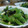 たよたひママ's cooksnap of when they made 生姜が隠し味☆ピーマンと塩昆布の和えもの.