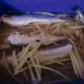 ぷちゃごん's cooksnap of when they made 鰯のゴマ酢漬け.
