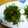 taruママ's cooksnap of when they made おかひじきマヨつゆ和え.