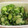 ちゃみ's cooksnap of when they made 美味しい！きゅうりのゴマ酢和え.
