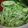 たつとものママ's cooksnap of when they made キャベツに千切り大葉を綺麗に混ぜるコツ.