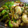 生誕１９７３年独身男's cooksnap of when they made 牡蠣の豆鼓醤炒め.