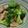 maico0116's cooksnap of when they made ブロッコリーとトロリ豚肉中華風.