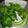 みれりゆまま's cooksnap of when they made 香り野菜の保存法.