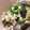 ちいゆうこ's cooksnap of when they made おろしと納豆のぶっかけ冷やし蕎麦.