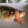 Puarani1's cooksnap of when they made 生鮭のムニエル～オーロラソース～.