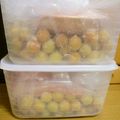 ♫かほママ♫'s cooksnap of when they made ＊梅干し・小梅＊2012ver..