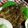 もじゃこてつー's cooksnap of when they made 揚げないイワシの香草フライ.