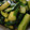 kiki9993's cooksnap of when they made あっという間***きゅうりの漬物♪.