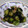 ダ〜ごはん's cooksnap of when they made きゅうりとわかめの酢の物＊柚子胡椒風味.