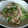 こたころ's cooksnap of when they made 豆苗と豚肉の炒め.