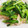 くまんぼう's cooksnap of when they made 鶏胸肉と小松菜のﾊﾞﾀｰｶﾞｰﾘｯｸ炒め.