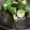 がよがよ。's cooksnap of when they made 簡単うまい！キュウリのポン酢漬け！.