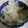 daz's cooksnap of when they made 大根の漬物（浅漬？）☆ゆず胡椒風味.