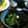 chachika's cooksnap of when they made ◇◆春菊の梅鰹和え◆◇.