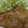 ともままりん's cooksnap of when they made 豚のしょうが焼き.
