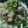 AyaChono's cooksnap of when they made 冷しゃぶと小ねぎのさっぱり和え♬.