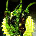 xぶぅx's cooksnap of when they made 5分で簡単＊ししとうのカリカリおかか炒め.